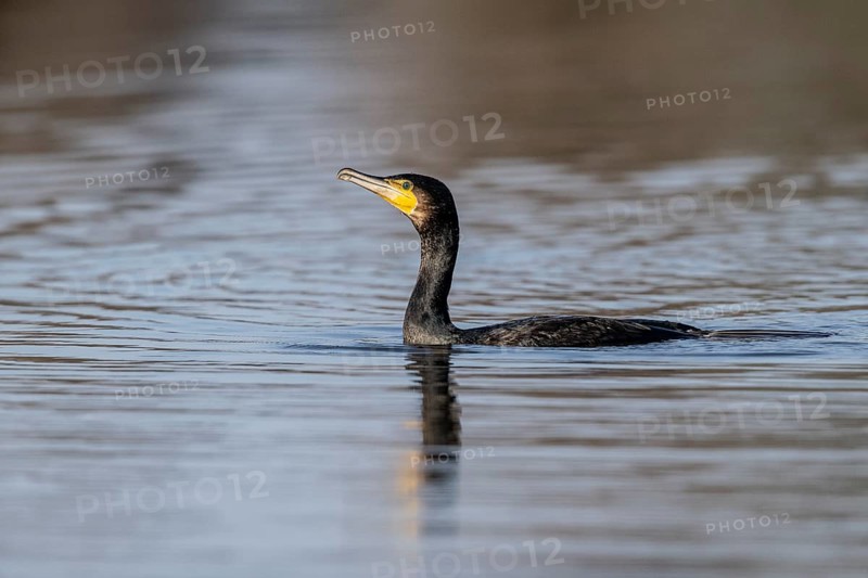 Cormorant (Phalacrocorax carbo), Emsland, Lower Saxony, Germany