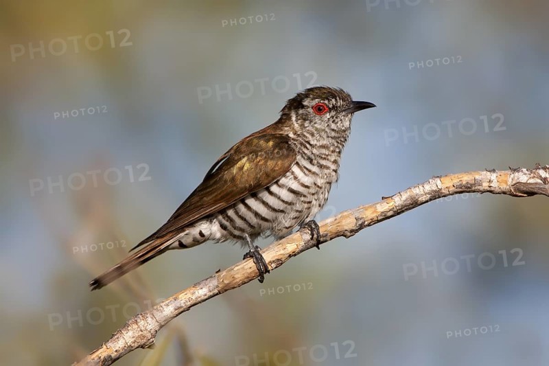 Little Bronze Cuckoo (Chrysococcyx minutillus) male, Western Australia, Australia