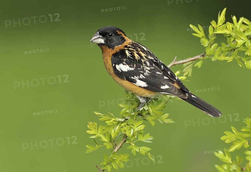 Black-headed Grosbeak (Pheucticus melanocephalus) male, British Columbia, Canada