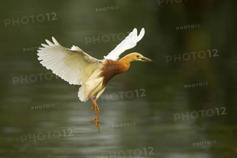 Javan Pond Heron (Ardeola speciosa) flying, Bali, Indonesia