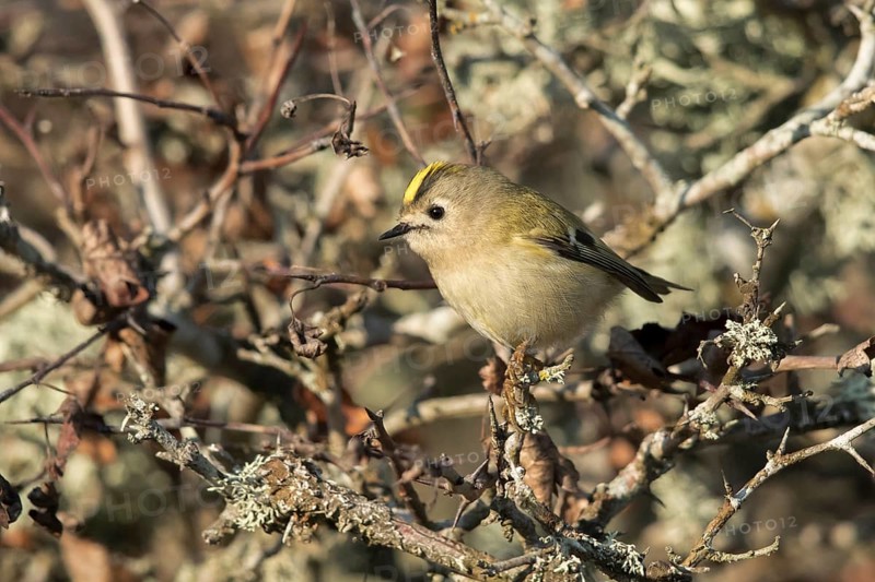 Goldcrest (Regulus regulus) perched on a branch, Oland, Sweden