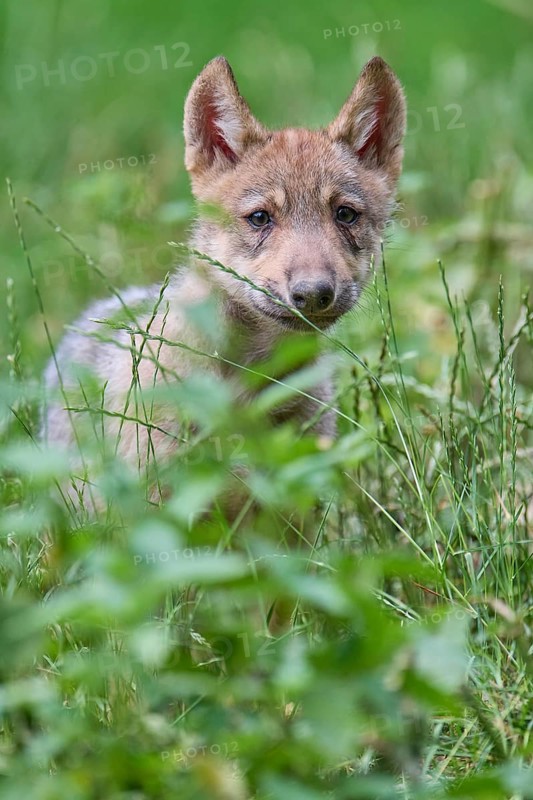 Timber Wolf (Canis lupus), cub, captive, Germany