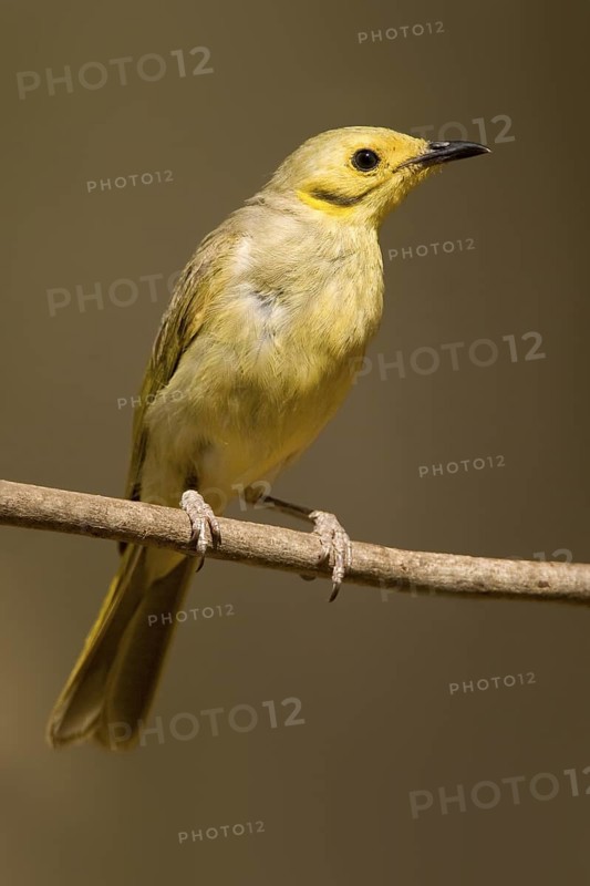 Yellow-tinted Honeyeater (Ptilotula flavescens), Western Australia, Australia