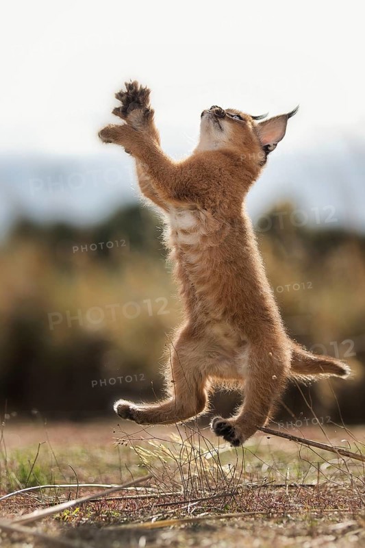 Caracal (Caracal caracal) cub jumping, Castile-La Mancha, Spain