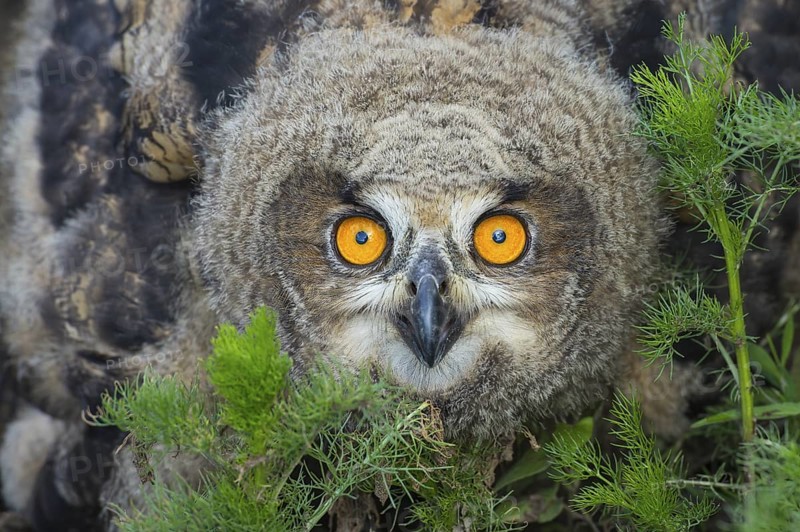 Eurasian Eagle-Owl (Bubo bubo) juvenile, Lower Saxony, Germany