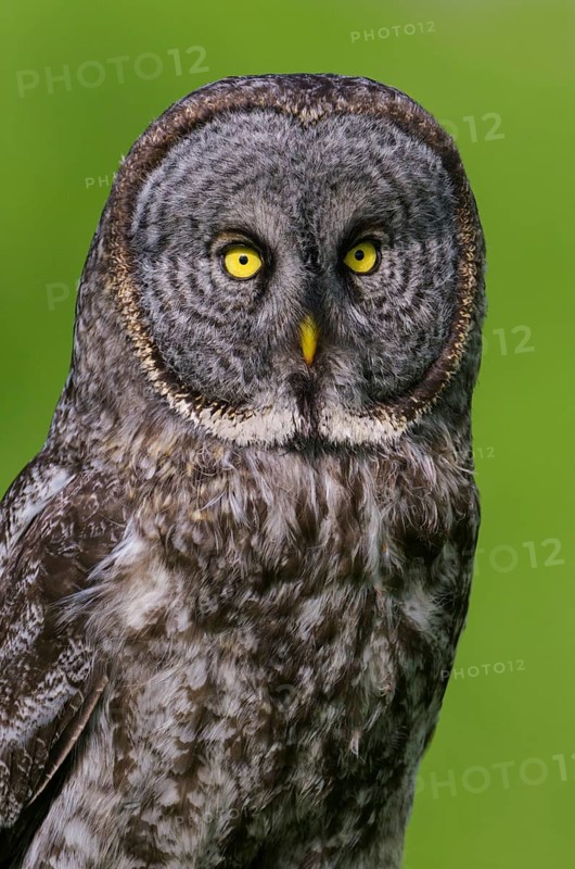 Great Grey Owl (Strix nebulosa)