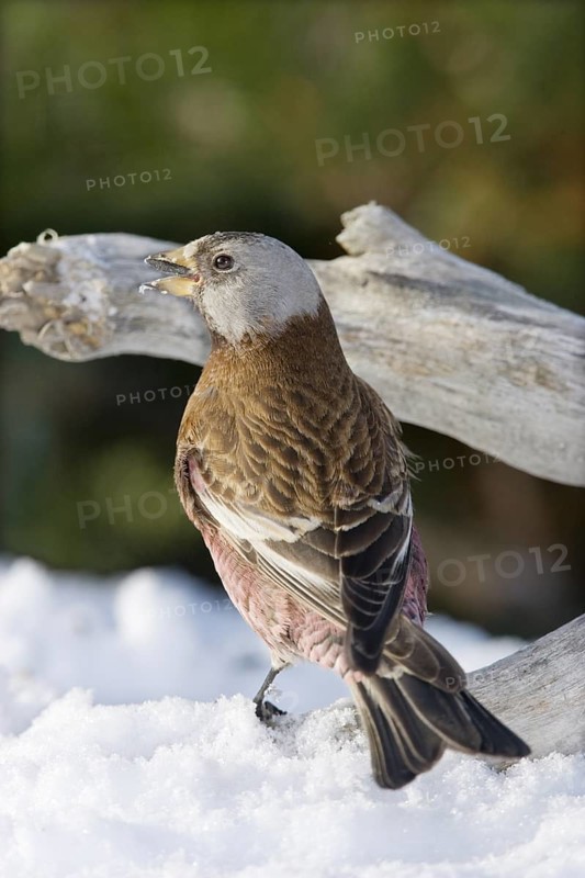 Gray-crowned Rosy-Finch Leucosticte tephrocotis littoralis Homer, Alaska, USA 1 March Adult FRINGILLIDAE Hepburn’s Rosy-Finch