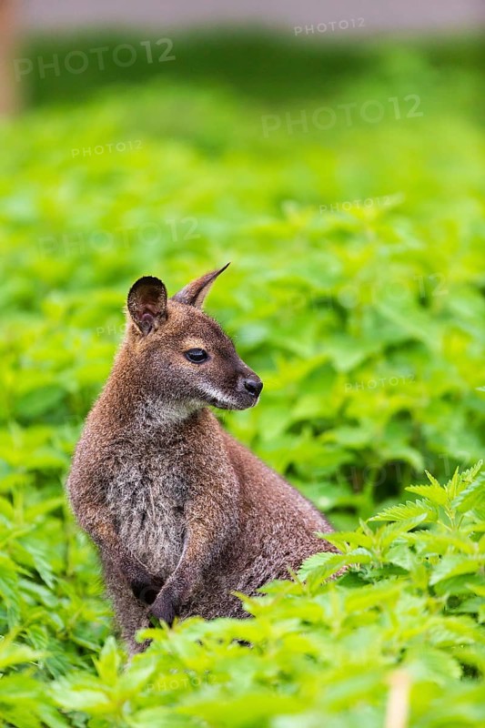 Red-necked wallaby or Bennett's wallaby (Macropus rufogriseus) sits amidst of a field of stinging nettle