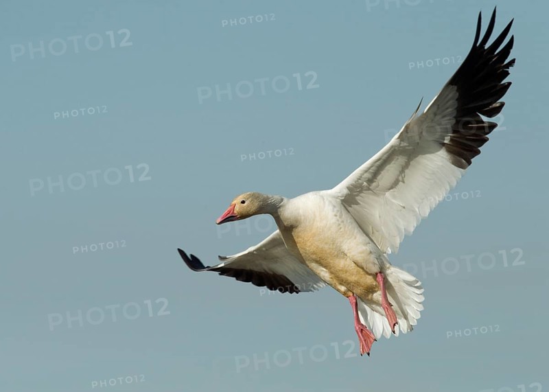 A Snow Goose brakes for landing at Colusa National Wildlife Refuge California
