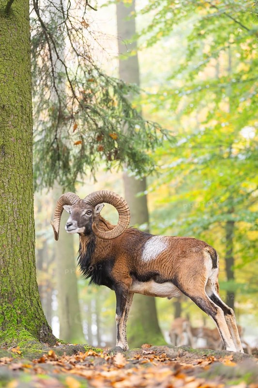 European mouflon (Ovis aries musimon) ram (male) standing in a forest in autumn, Bavaria, Germany