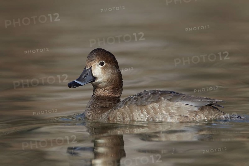 Redhead (Aythya americana) female, Ohio, USA