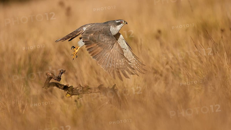 The female northern goshawk elegantly glides over a field, showcasing its striking plumage and powerful wings. Its intense focus and graceful flight are captured in this dynamic image