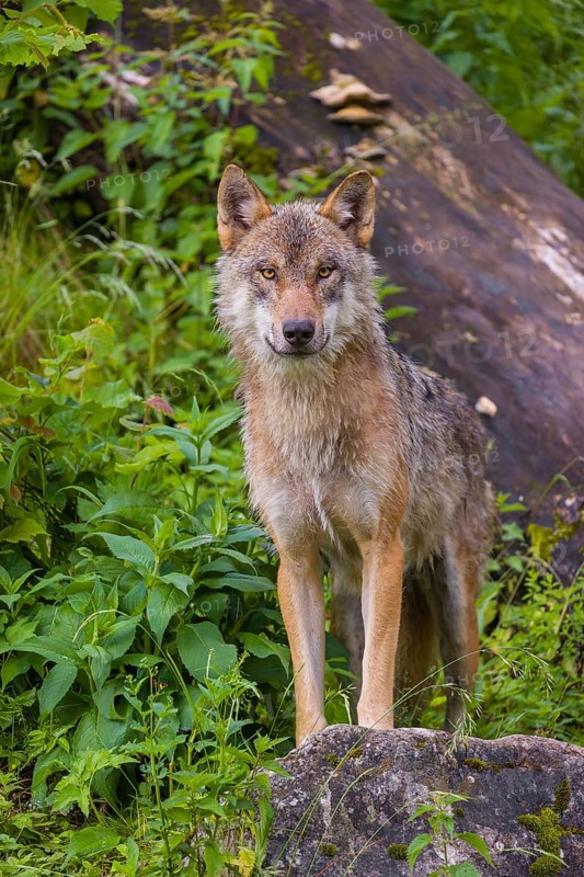 A eurasian gray wolf (Canis lupus lupus) stands on a hill between rocks and logs, watching something