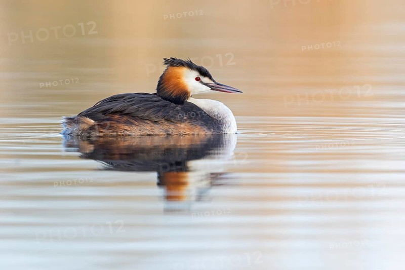 A great crested grebe swimming in the water, (Podiceps Scalloped ribbonfish), animals, birds, waterfowl, grebe family, side view, NSG Wagbachniederung, Waghäusel, Baden-Würrttemberg, Federal Republic of Germany