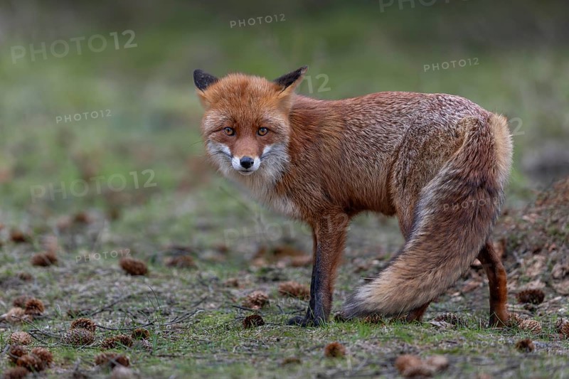 Relaxed, the red fox (Vulpes vulpes) observes the photographer, rearing its young, April, Denmark