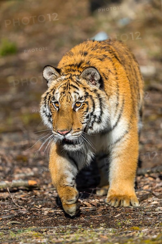 One young female Siberian Tiger, Panthera tigris altaica, walking thru a birch tree forest. Early morning light