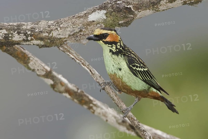 Golden-eared Tanager (Tangara chrysotis), Ecuador