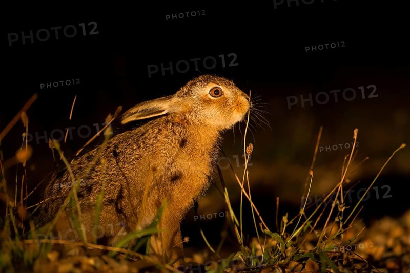 European brown hare (Lepus europaeus) juvenile baby leveret animal feeding in grassland in summer at night, Suffolk, England, United Kingdom
