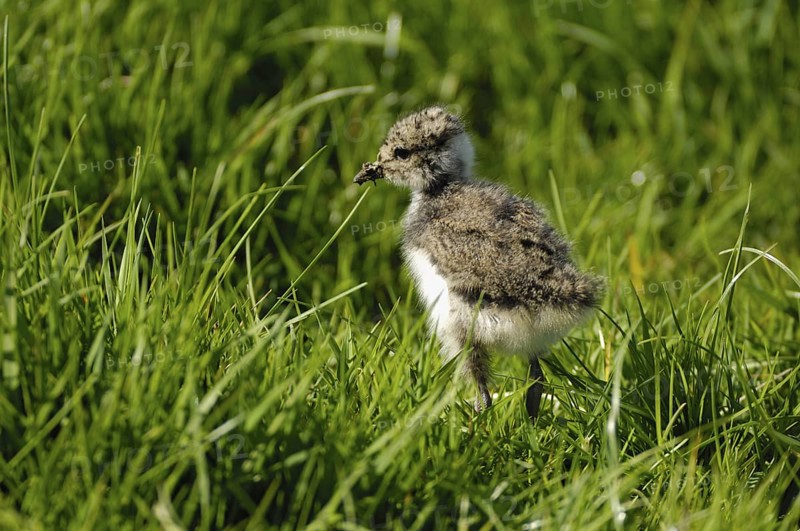 Kiebitz (Vanellus vanellus), Jungvogel, April, Gelderland, Niederlande