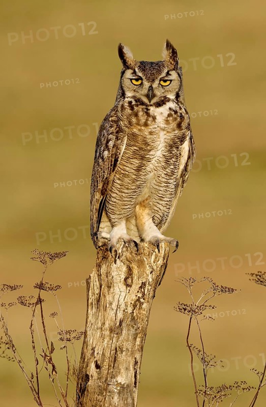 Great Horned Owl (Bubo virginianus), Texas, USA