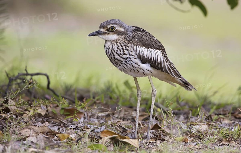 Bush Stone-curlew (Burhinus grallarius), Queensland, Australia