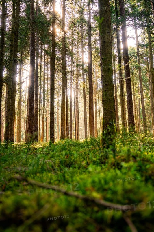 A forest with tall trees in soft sunlight and moss on the ground, Calw, Black Forest, Germany