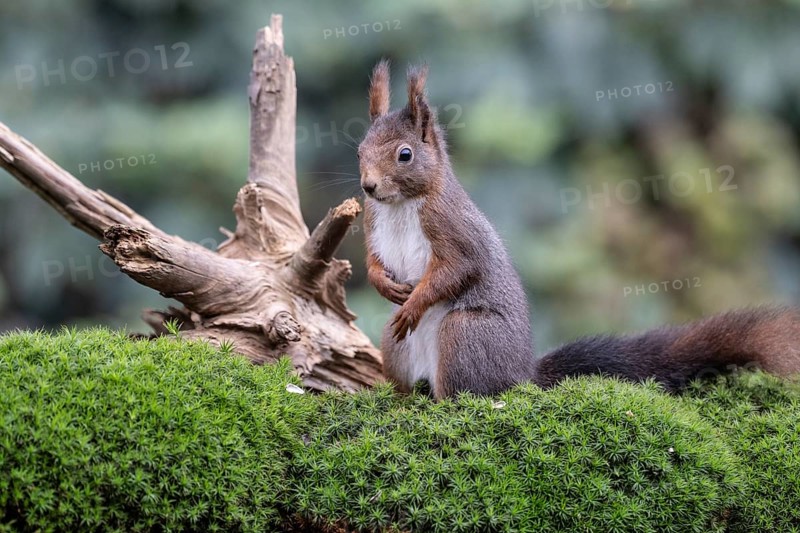 Squirrel (Sciurus vulgaris), Emsland, Lower Saxony, Germany