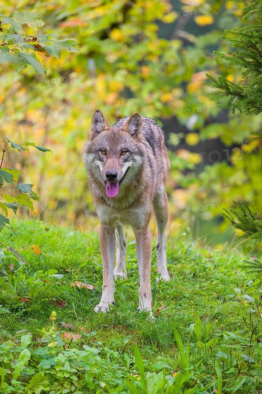 A eurasian gray wolf (Canis lupus lupus) stands on a green meadow on hilly terrain. Fall foliage is in the foreground