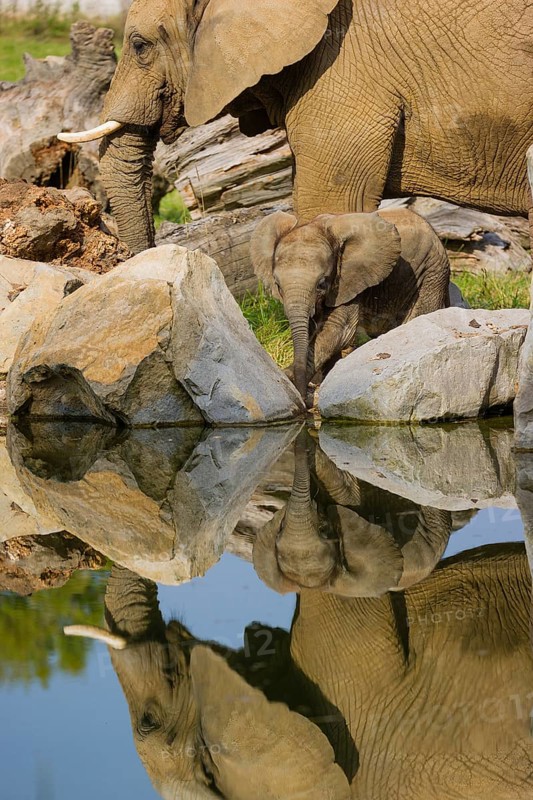 Adult female African elephant (Loxodonta africana) with 4 month old baby at a water hole, with reflection of elephants