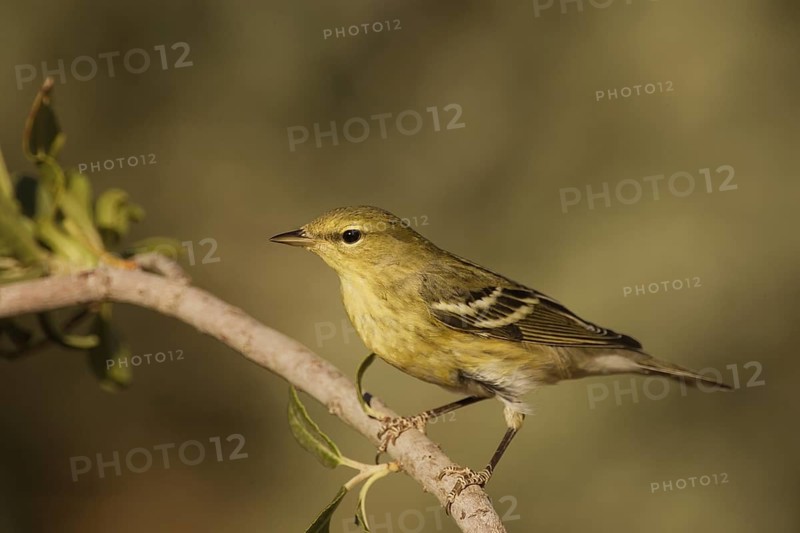 Blackpoll Warbler (Setophaga striata) male, California, USA
