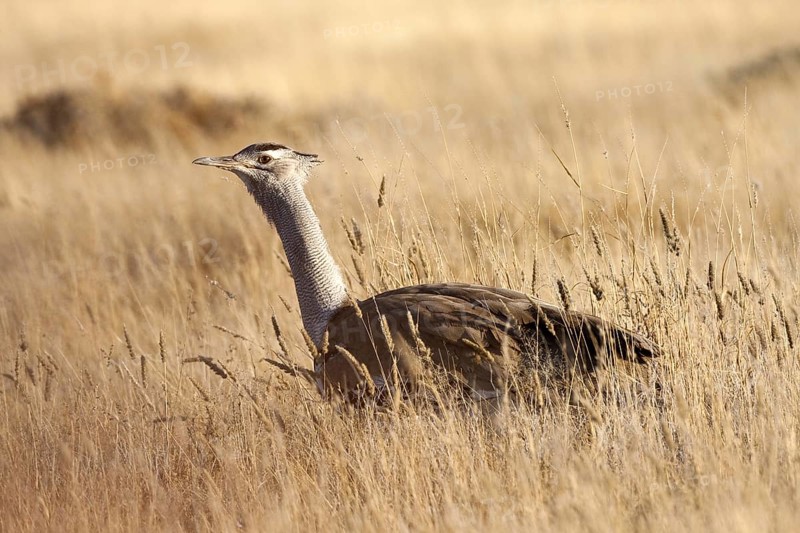 Kori Bustard (Ardeotis kori), Etosha, Namibia