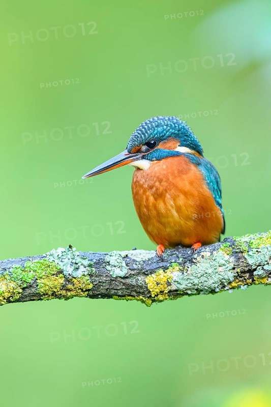 Common kingfisher (Alcedo atthis) sitting on a branch with autumncolours, wildife, Catalonia, Spain