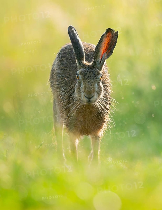 European hare (Lepus europaeus) running along a country lane, wildlife, Lower Saxony, Germany