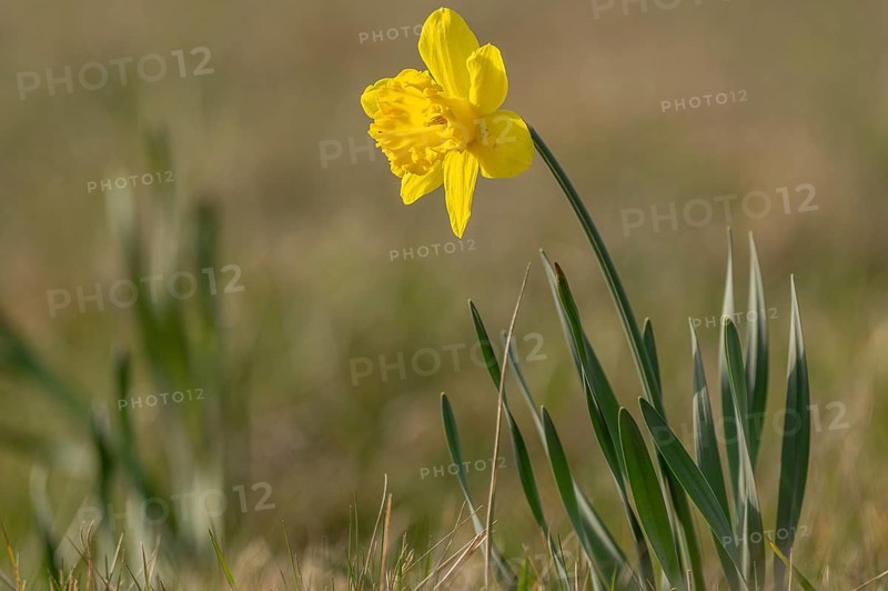 Yellow daffodil rises above green leaves. This moment takes place on the field. The light is soft. The scene looks natural. Bas Rhin, Alsace, France