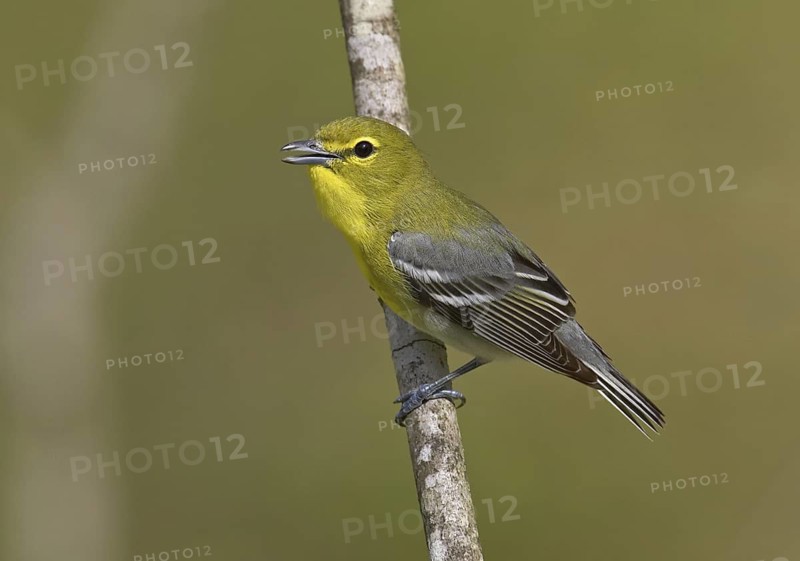 Yellow-throated Vireo (Vireo flavifrons) singing, Ohio, USA