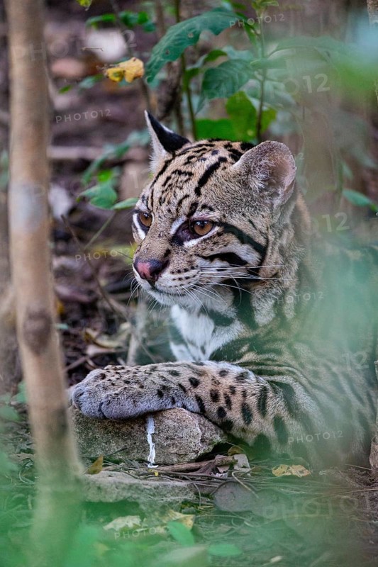Ocelot (Felis pardalis) Pantanal Brazil