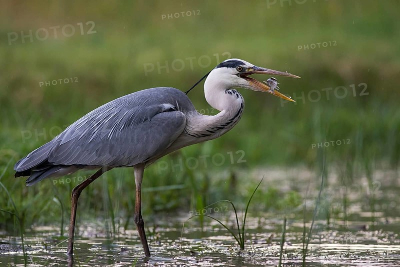 Grey Heron (Ardea cinerea) with fish prey in beak, Subotica, Serbia