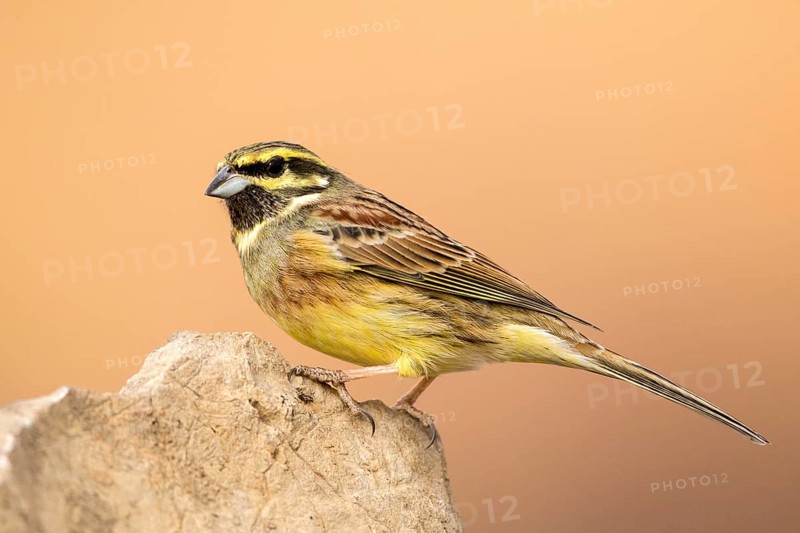 Cirl Bunting (Emberiza cirlus) male perched on a rock, Aragon, Spain