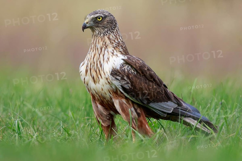 Western Marsh Harrier (Circus aeruginosus) male on grassland, Poland