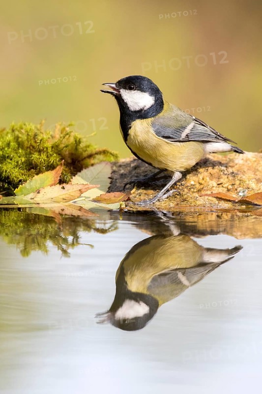 Great Tit (Parus major) at a waterhole, Madrid, Spain