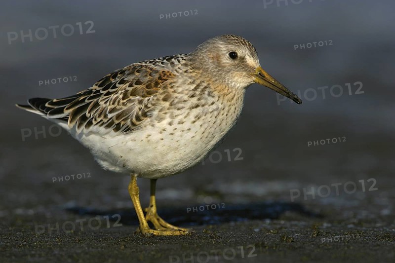 Rock Sandpiper (Calidris ptilocnemis), Alaska, USA