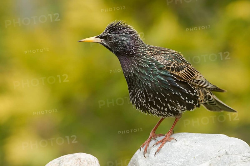 Common Starling (Sturnus vulgaris), Bavaria, Germany