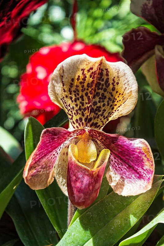 Lady's-slipper orchid flower in the botanical garden in Singapore