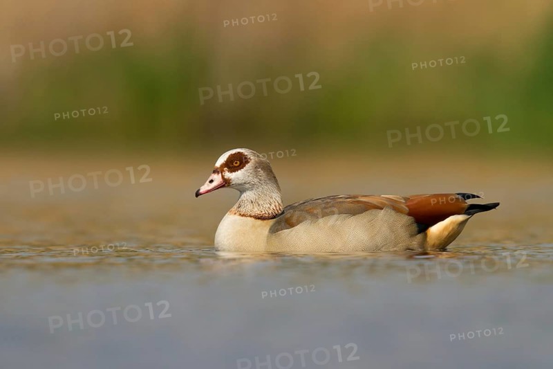 Egyptian Goose (Alopochen aegyptiaca), Utrecht, Netherlands