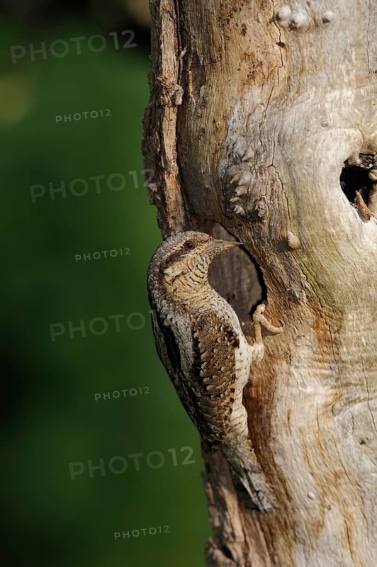 Eurasian Wryneck (Jynx torquilla) at nest hole, North Rhine-Westphalia, Germany