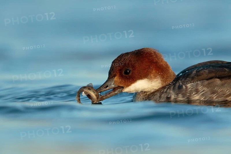 Smew (Mergellus albellus) female with fish prey, Utrecht, Netherlands