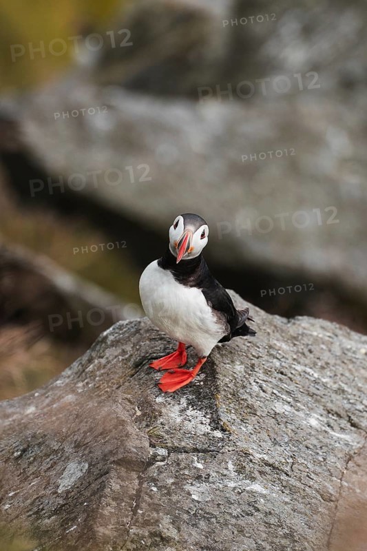 A vibrant puffin, Fratercula arctica, stands gracefully on a rugged rock in Norway's scenic outdoors Ideal for themes of nature, wildlife, and adventure travel through Norway's diverse landscapes