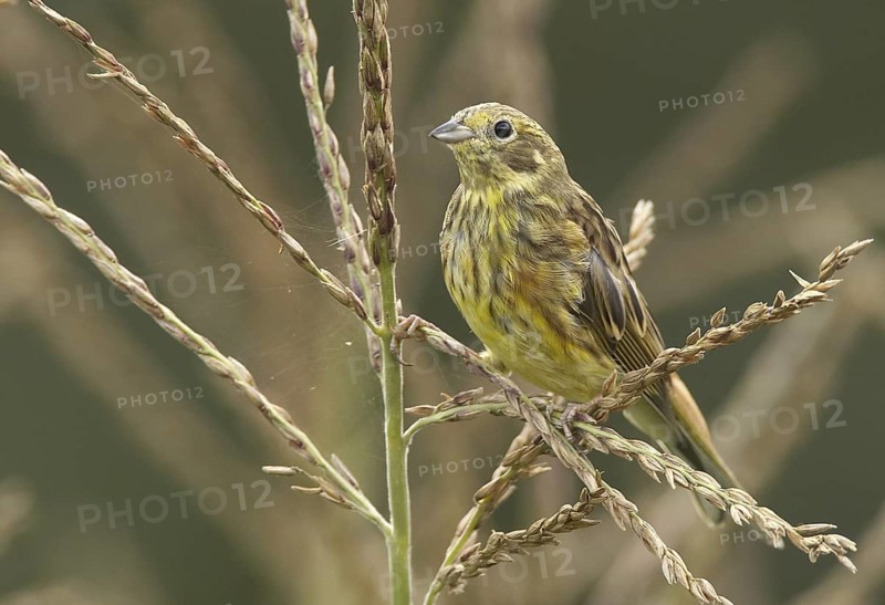 Yellowhammer (Emberiza citrinella) juvenile, Mecklenburg-Western Pomerania, Germany