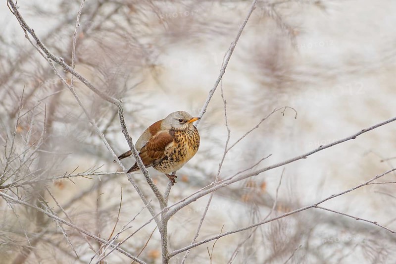 Fieldfare (Turdus pilaris) resting on delicate frost-covered branches in a winter landscape, surrounded by soft light and blurred vegetation, showing detailed plumage and calm behavior, Poland