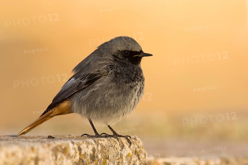 Black Redstart - Hausrotschwanz - Phoenicurus ochruros ssp. gibraltariensis, Spain, adult male